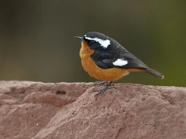 Moussier's Redstart (Phoenicurus moussieri) adult male, standing on rock, Mid Atlas, Morocco, february