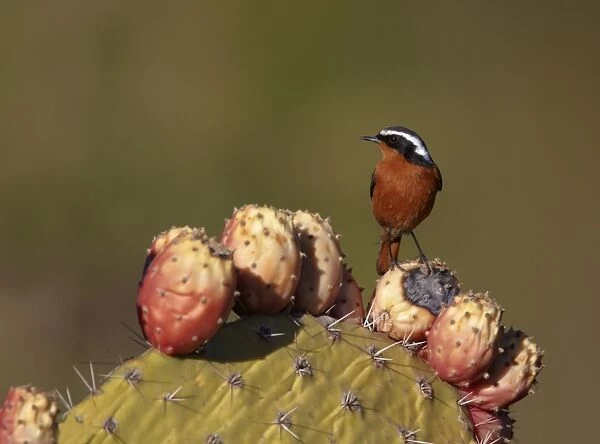 Moussier's Redstart (Phoenicurus moussieri) adult male, perched on cactus, Mid Atlas, Morocco, february