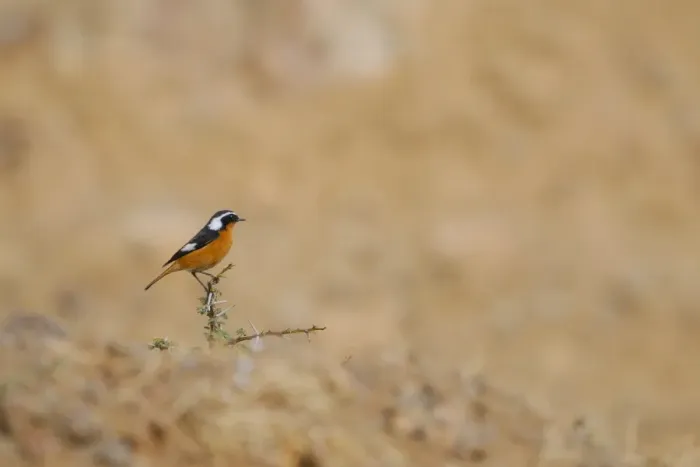 Framed Print : Moussier's Redstart (Phoenicurus moussieri) adult male, perched on thorn twig in habitat, High Atlas, Morocco, january Framed Print : Moussier's Redstart (Phoenicurus moussieri) adult male, perched on thorn twig in habitat, High Atlas, Morocco, january