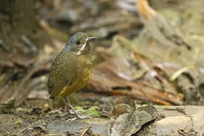 Framed Print : Moustached Antpitta (Grallaria alleni) adult, standing on montane rainforest floor, Angel Paz, Andes, Ecuador, November Framed Print : Moustached Antpitta (Grallaria alleni) adult, standing on montane rainforest floor, Angel Paz, Andes, Ecuador, November