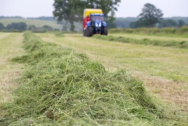 Mowed grass in field ready to be picked up by tractor with forage wagon, Grimsargh, Preston, Lancashire, England, July