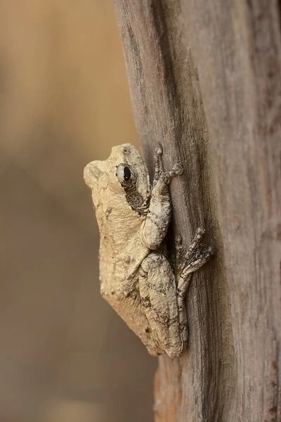 Mozambique Forest Treefrog (Leptopelis mossambicus) adult, resting on tree trunk, Kafue N. P. Zambia, September