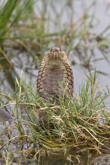 Framed Print : Mozambique Spitting Cobra in The Okavango Delta - Botswana
