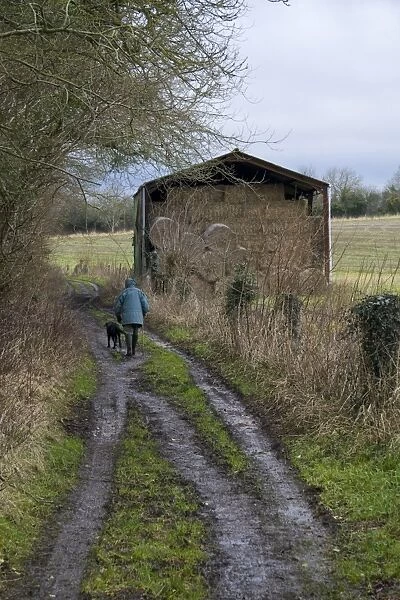 Muddy farm track with person walking dog, near barn with straw bales, Dorset, England, january