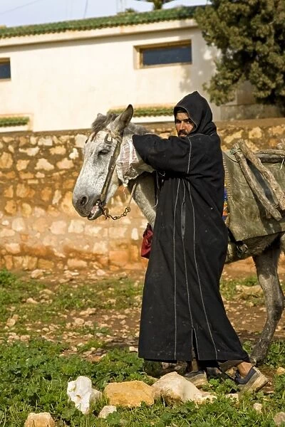 Mule, adult, pack animal with Berber man, near Essaouira, Morocco, february