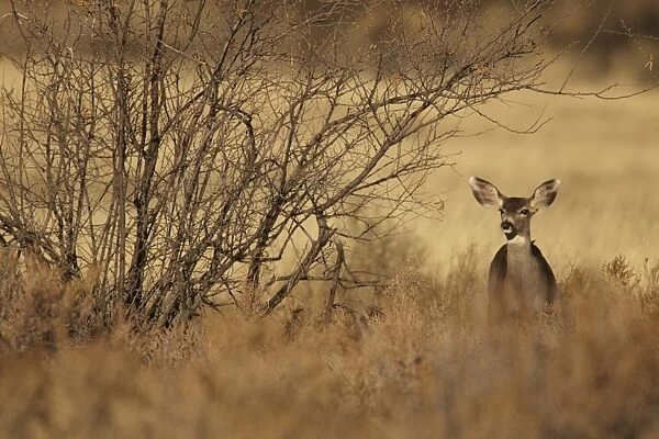 Mule Deer (Odocoileus hemionus) doe, standing in desert scrub, New Mexico, U. S. A. November