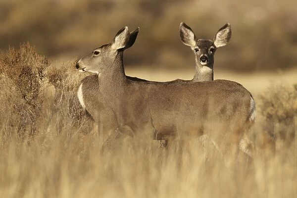 Mule Deer (Odocoileus hemionus) two does, standing in desert scrub, New Mexico, U. S. A. November