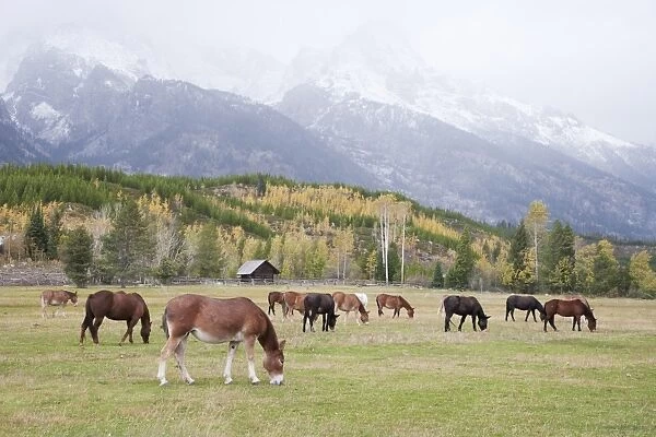 Mules (male donkey x female horse) and Horses, herd, grazing in pasture, with mountains in background, Grand Teton N. P