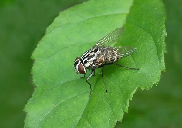 Muscid Fly (Graphomya maculata) adult, resting on leaf, Italy, july