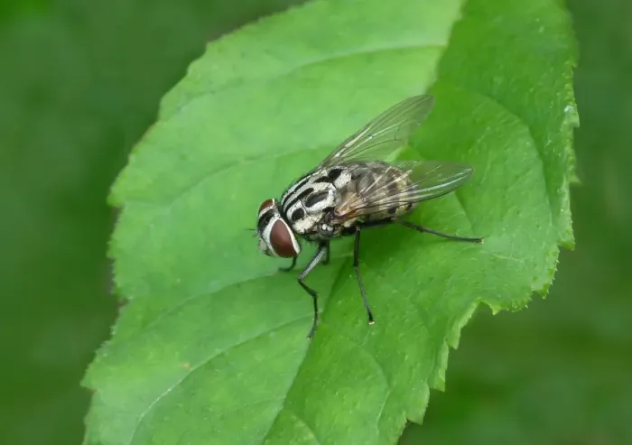 Framed Print : Muscid Fly (Graphomya maculata) adult, resting on leaf, Italy, july Framed Print : Muscid Fly (Graphomya maculata) adult, resting on leaf, Italy, july