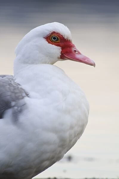 Muscovy Duck (Cairina moschata forma domestica) introduced feral species, adult, close-up of head and breast