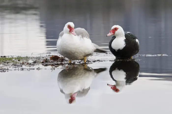 Framed Print : Muscovy Duck (Cairina moschata forma domestica) introduced feral species, two adults Framed Print : Muscovy Duck (Cairina moschata forma domestica) introduced feral species, two adults
