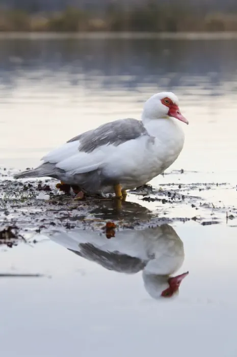 Framed Print : Muscovy Duck (Cairina moschata forma domestica) introduced feral species, adult Framed Print : Muscovy Duck (Cairina moschata forma domestica) introduced feral species, adult