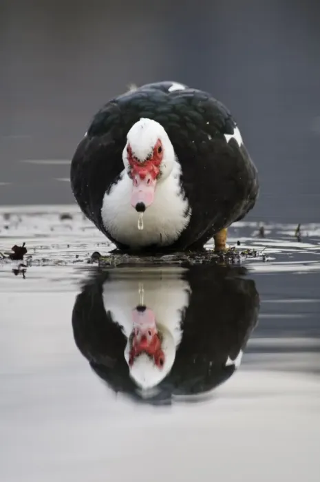 Framed Print : Muscovy Duck (Cairina moschata forma domestica) introduced feral species, adult Framed Print : Muscovy Duck (Cairina moschata forma domestica) introduced feral species, adult