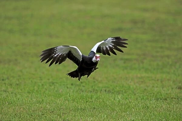 Muscovy Duck (Cairina moschata) introduced feral species, adult, in flight, Miami, Florida, U. S. A. March