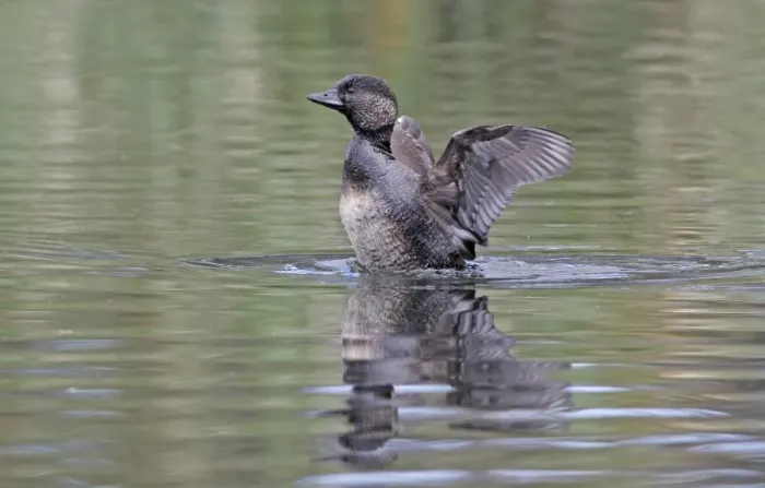 Framed Print : Musk Duck (Biziura lobata) adult female, shaking water from wings, Western Australia, Australia, october Framed Print : Musk Duck (Biziura lobata) adult female, shaking water from wings, Western Australia, Australia, october