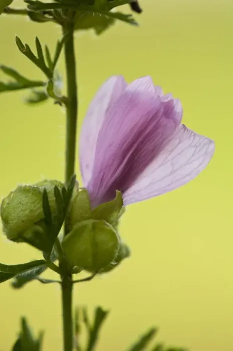 Framed Print : Musk Mallow (Malva moschata) close-up of opening flower, growing in wildflower meadow, North Downs, Kent, England Framed Print : Musk Mallow (Malva moschata) close-up of opening flower, growing in wildflower meadow, North Downs, Kent, England