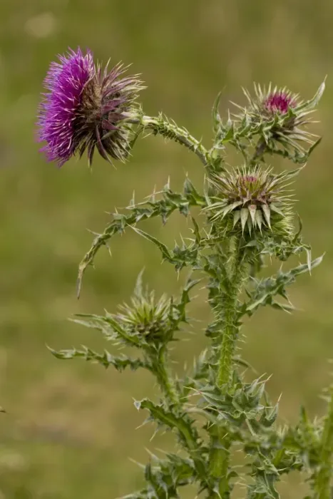 Framed Print : Musk Thistle (Carduus nutans) flowering, Berry Head N. N. R. Torbay, Devon, England, July Framed Print : Musk Thistle (Carduus nutans) flowering, Berry Head N. N. R. Torbay, Devon, England, July