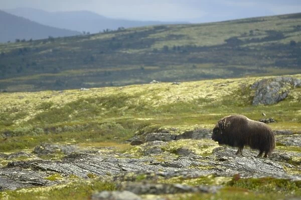Muskox (Ovibos moschatus) adult male, dominant bull standing on rocks in tundra habitat, Dovrefjell-Sunndalsfjella N. P
