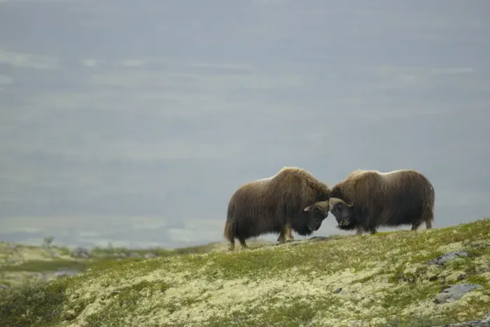 Framed Print : Muskox (Ovibos moschatus) two adult males, fighting in tundra habitat, Dovrefjell-Sunndalsfjella N. P Framed Print : Muskox (Ovibos moschatus) two adult males, fighting in tundra habitat, Dovrefjell-Sunndalsfjella N. P