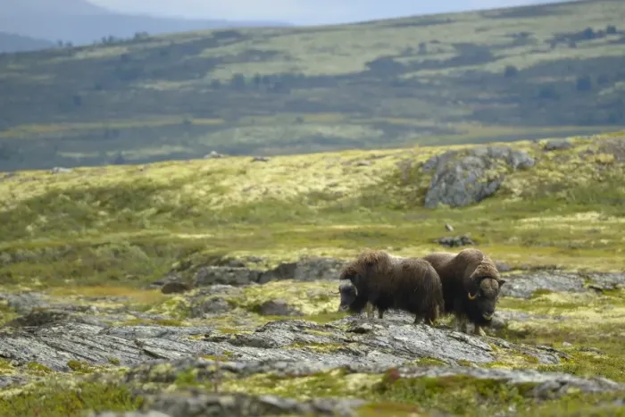 Framed Print : Muskox (Ovibos moschatus) adult pair, dominant bull and female standing on rocks in tundra habitat Framed Print : Muskox (Ovibos moschatus) adult pair, dominant bull and female standing on rocks in tundra habitat