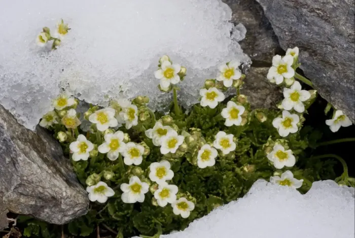 Framed Print : Musky Saxifrage (Saxifraga exarata ssp. exarata) flowering, emerging through snow at snowline, Swiss Alps, Switzerland Framed Print : Musky Saxifrage (Saxifraga exarata ssp. exarata) flowering, emerging through snow at snowline, Swiss Alps, Switzerland
