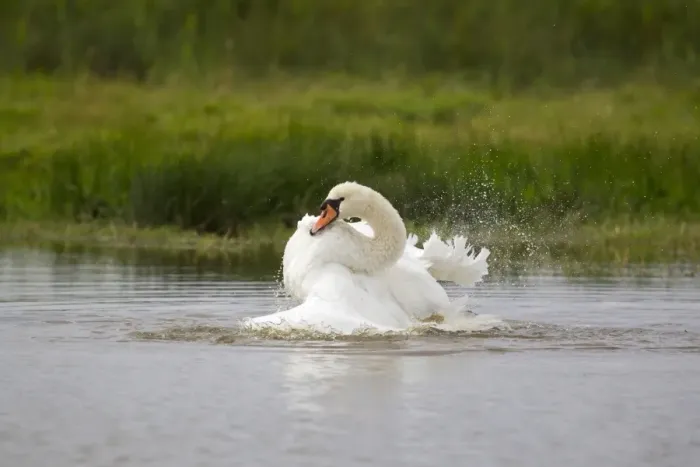Framed Print : Mute Swan (Cygnus olor) adult, bathing, splashing water, Suffolk, England, September Framed Print : Mute Swan (Cygnus olor) adult, bathing, splashing water, Suffolk, England, September