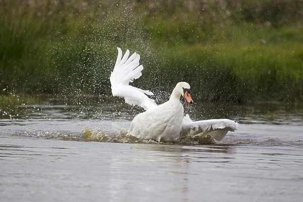 Mute Swan (Cygnus olor) adult, bathing, splashing water, Suffolk, England, September