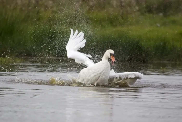 Framed Print : Mute Swan (Cygnus olor) adult, bathing, splashing water, Suffolk, England, September Framed Print : Mute Swan (Cygnus olor) adult, bathing, splashing water, Suffolk, England, September