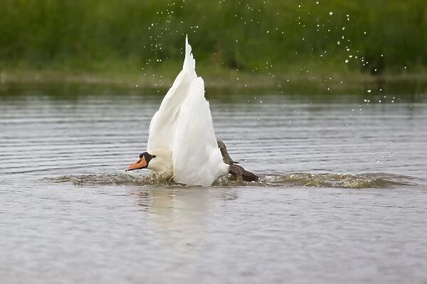 Mute Swan (Cygnus olor) adult, bathing, splashing water, Suffolk, England, September