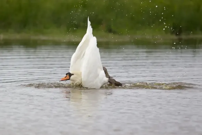 Framed Print : Mute Swan (Cygnus olor) adult, bathing, splashing water, Suffolk, England, September