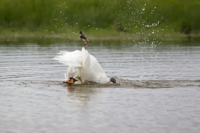 Framed Print : Mute Swan (Cygnus olor) adult, bathing, splashing water, Suffolk, England, September Framed Print : Mute Swan (Cygnus olor) adult, bathing, splashing water, Suffolk, England, September