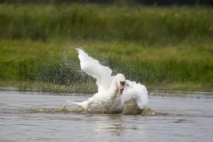 Framed Print : Mute Swan (Cygnus olor) adult, bathing, splashing water, Suffolk, England, September Framed Print : Mute Swan (Cygnus olor) adult, bathing, splashing water, Suffolk, England, September
