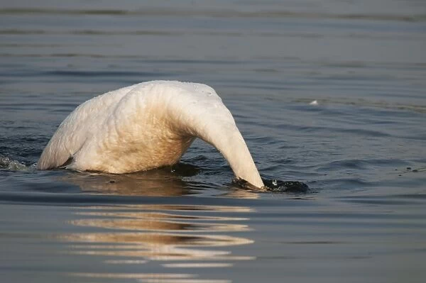 Mute Swan (Cygnus olor) adult, bathing, with head submerged under water, Elmley Marshes N. N. R