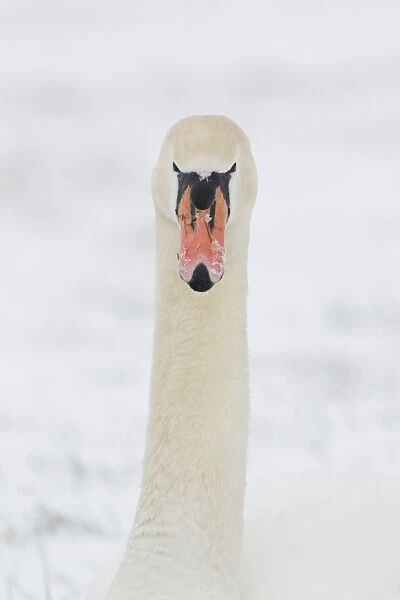 Mute Swan (Cygnus olor) adult, close-up of head and neck, with snow on beak, Suffolk, England, february