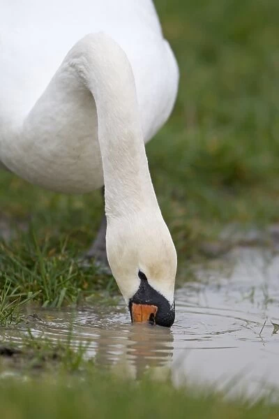 Mute Swan (Cygnus olor) adult, close-up of head and neck, drinking, Suffolk, England, february