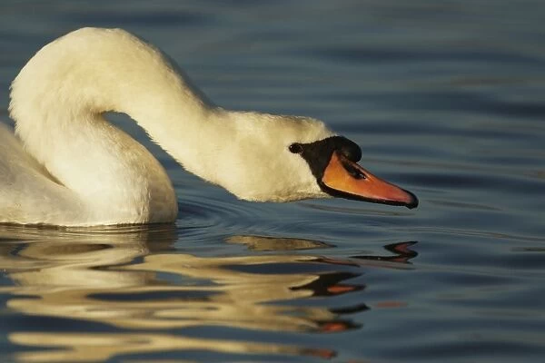 Mute Swan (Cygnus olor) adult, close-up of head and neck, on water in winter sunshine, Dumfries and Galloway, Scotland