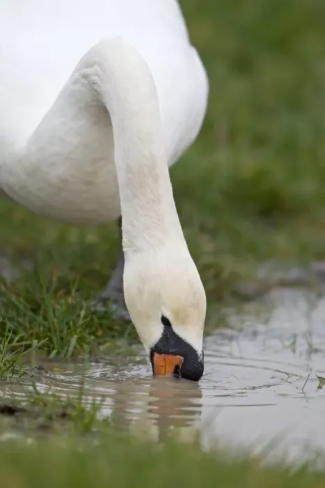 Framed Print : Mute Swan (Cygnus olor) adult, close-up of head and neck, drinking, Suffolk, England, february Framed Print : Mute Swan (Cygnus olor) adult, close-up of head and neck, drinking, Suffolk, England, february