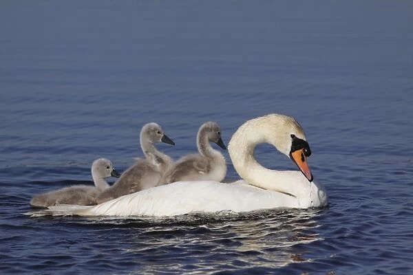 Mute Swan (Cygnus olor) adult, with two cygnets riding on back and one swimming beside