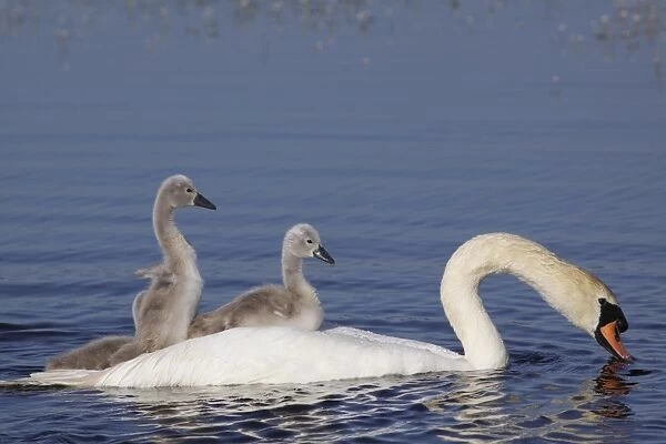 Mute Swan (Cygnus olor) adult, with two cygnets riding on back, swimming on pool at site of former opencast mine, St
