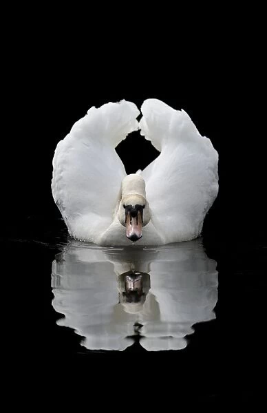 Mute Swan (Cygnus olor) adult, displaying in threat posture on lake, Wolsey Centre, Staffordshire, England, June