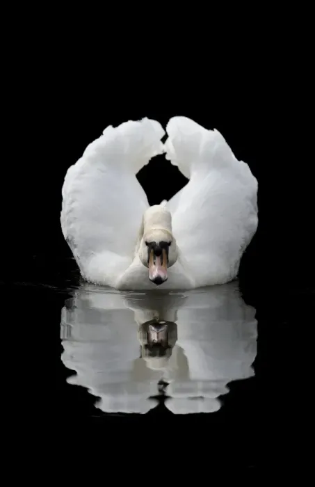 Framed Print : Mute Swan (Cygnus olor) adult, displaying in threat posture on lake, Wolsey Centre, Staffordshire, England, June Framed Print : Mute Swan (Cygnus olor) adult, displaying in threat posture on lake, Wolsey Centre, Staffordshire, England, June