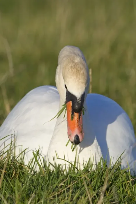 Framed Print : Mute Swan (Cygnus olor) adult, feeding, grazing on grass, Suffolk, England, february