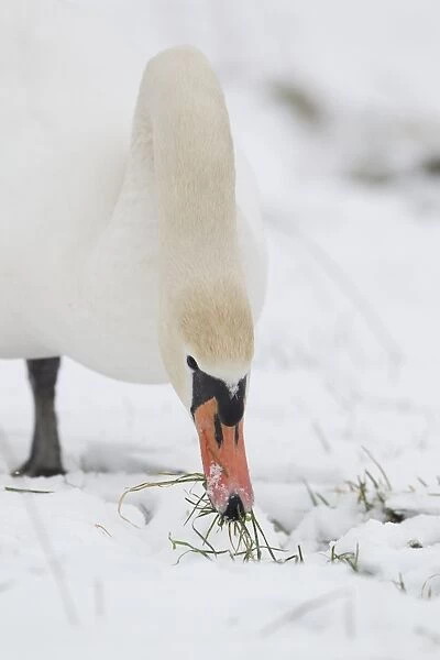Mute Swan (Cygnus olor) adult, feeding, grazing on grass in snow covered field, Suffolk, England, february