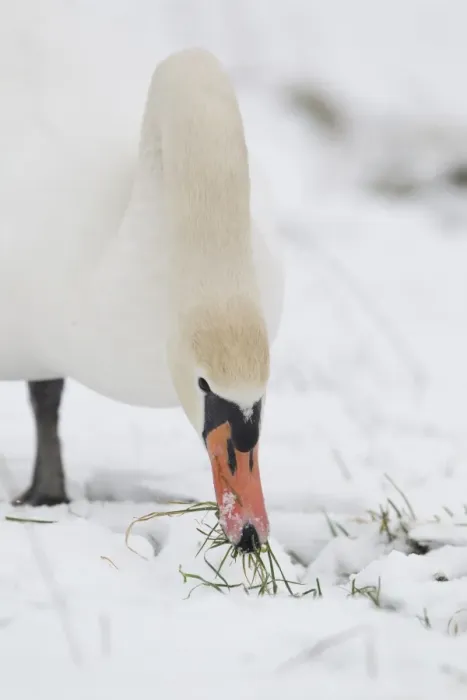 Framed Print : Mute Swan (Cygnus olor) adult, feeding, grazing on grass in snow covered field, Suffolk, England, february