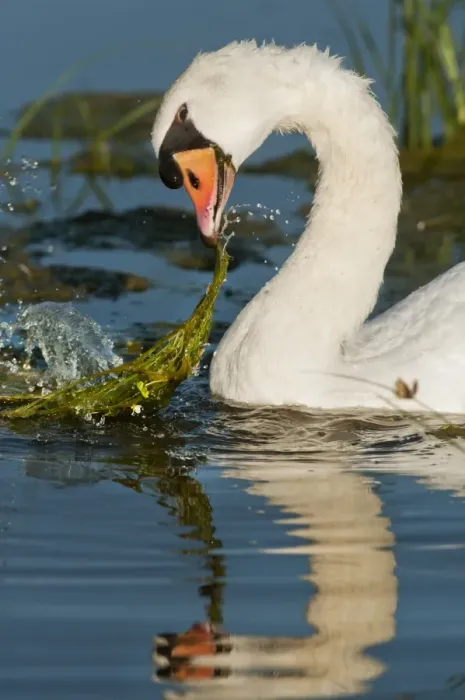 Framed Print : Mute Swan (Cygnus olor) adult, feeding, tugging at vegetation in flooded ditch, Elmley Marshes National Nature Reserve Framed Print : Mute Swan (Cygnus olor) adult, feeding, tugging at vegetation in flooded ditch, Elmley Marshes National Nature Reserve