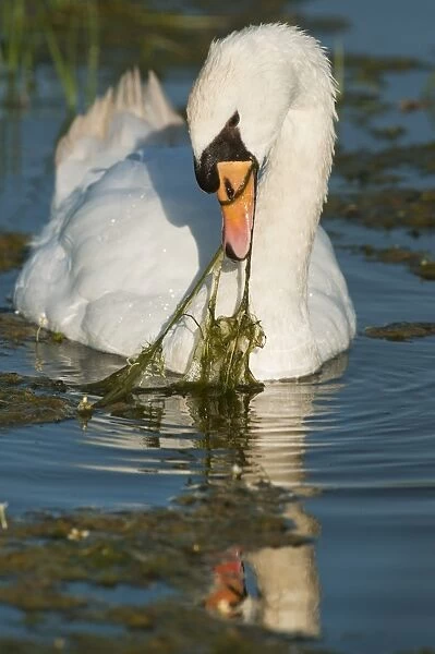Mute Swan (Cygnus olor) adult, feeding, tugging at vegetation in flooded ditch, Elmley Marshes National Nature Reserve