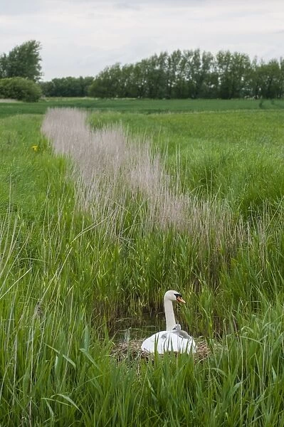 Mute Swan (Cygnus olor) adult female, with cygnets on back at nest, in marshland habitat, Romney Marsh, Kent, England