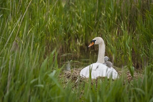 Mute Swan (Cygnus olor) adult female, with cygnet on back at nest, Romney Marsh, Kent, England, May