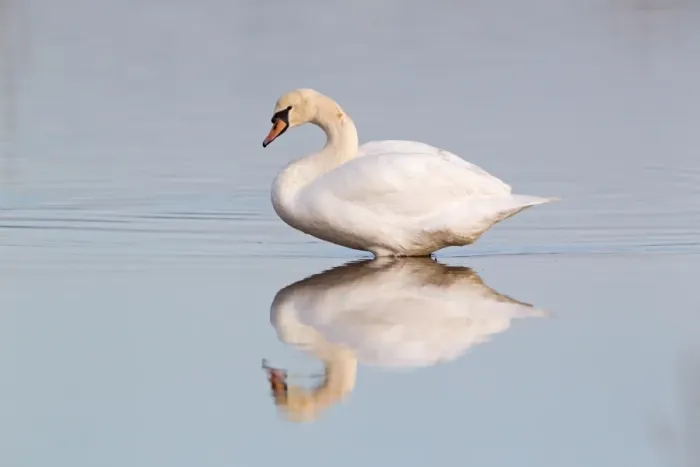 Framed Print : Mute Swan (Cygnus olor) adult female, standing in water with reflection, Suffolk, England, november Framed Print : Mute Swan (Cygnus olor) adult female, standing in water with reflection, Suffolk, England, november